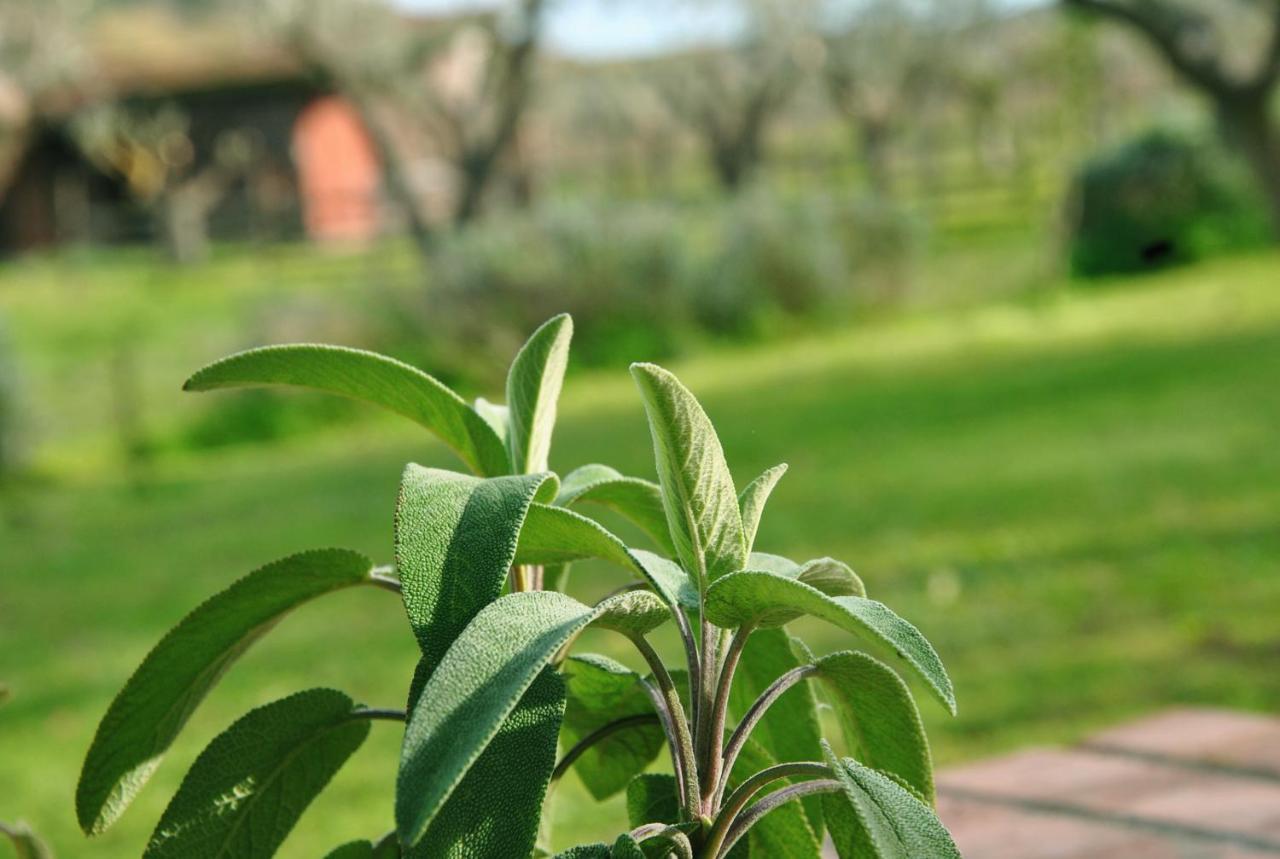 Agriturismo La Mandragola Relais クロトーネ エクステリア 写真